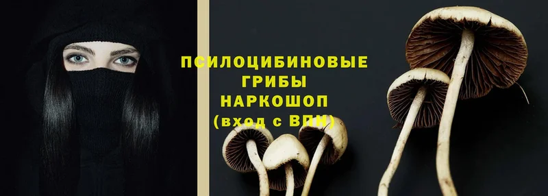 Псилоцибиновые грибы прущие грибы  как найти   Данков 